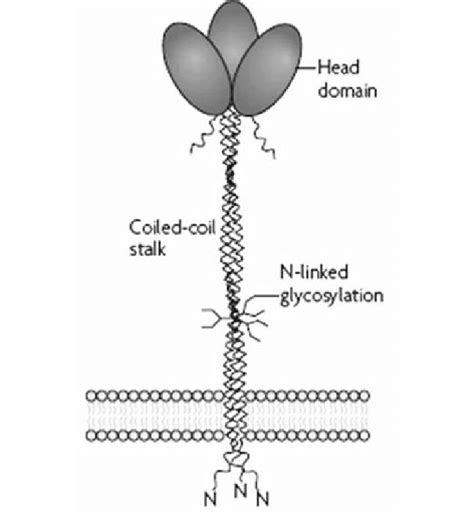 The structure of CD23 (modified from Gould and Sutton 2008). CD23 is a... | Download Scientific ...