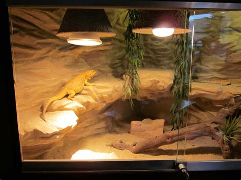 terrarium baardagaam - Google Search | Bearded dragon terrarium diy, Bearded dragon habitat ...