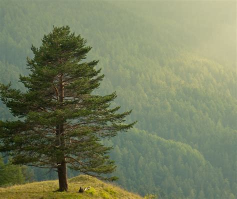 THE SPIRITUAL MEANING OF PINE TREES