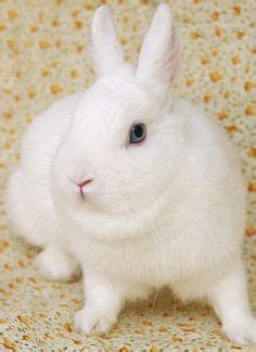 Polish | Rabbit Breed | Information and Pictures | Cute Bunny - Amazing Pets For You