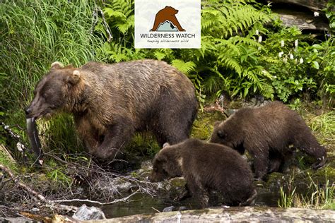 Fighting to Protect Kenai Brown Bears and the Kenai Wilderness