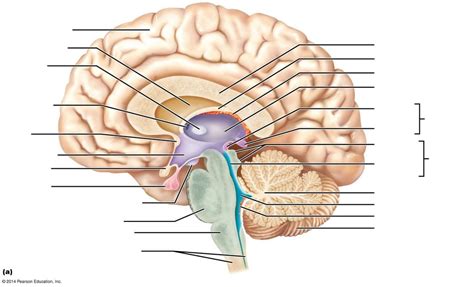 Identify the midsagittal view of the brain Diagram | Quizlet