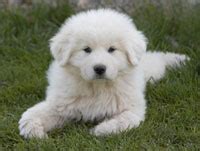 Great Pyrenees Temperament | Great Pyrenees Dog