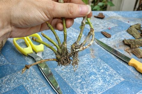 How to propagate dendrobium ~ Orchid care tips