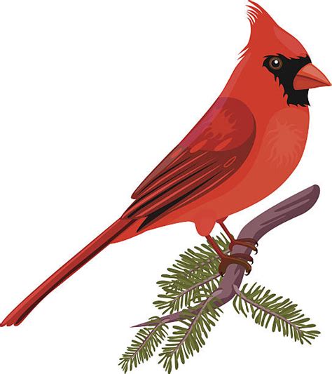 Cardinal Bird Clipart Free - Cardinal Bird Clip Art 20 Free Cliparts ...