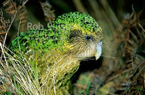 Critically endangered Kakapo (Strigops habroptilus) - nocturnal night ...