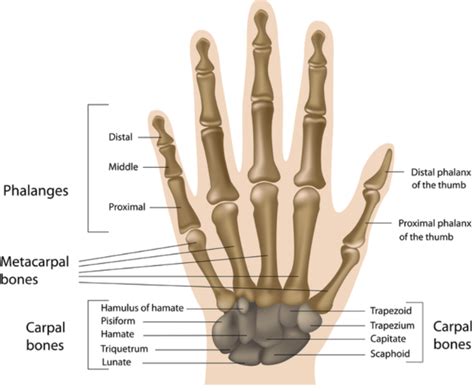 Anatomi Tulang Pergelangan Tangan dan Tangan - Anatomi Tutorial