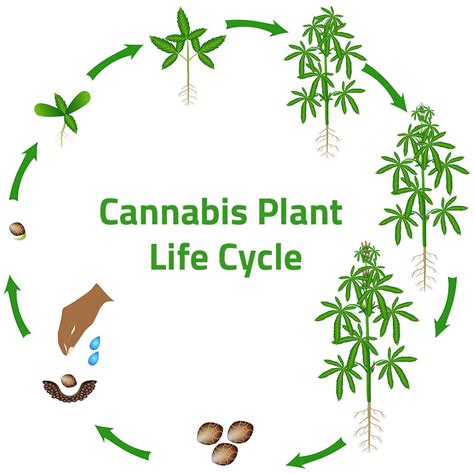 Cannabis Life Cycle - How Cannabis Grows | 101GrowLights