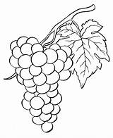 Green grapes coloring Page  Free And Printable sketch template