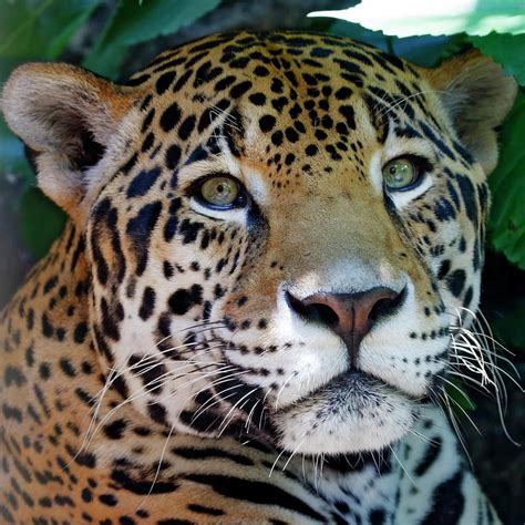 Staring Jaguar Closeup Photograph by Daniel Caracappa - Pixels