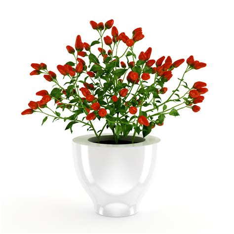 Paprika Plant 3D model | CGTrader