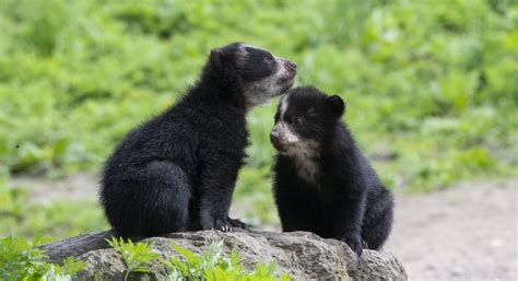 Adorable Andean Bear Cubs With 'Spectacles' Can Be Seen At The Queens ...