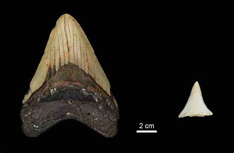 Great white sharks may have contributed to megalodon extinction | LaptrinhX / News