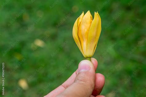 Champa Flower Yellow Flower Stock Photo | Adobe Stock