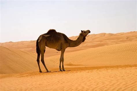 Camel vs. Dromedary - What’s the Difference?