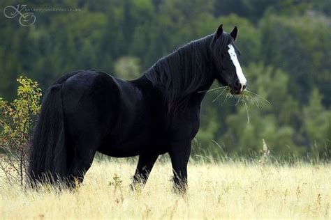 Spectacular Wild Black Mustang! | Horses, Horse pictures, Black horses