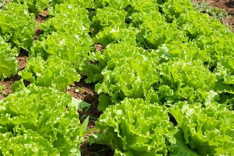 How to Grow Organic Lettuce Guide - Smart Garden and Home