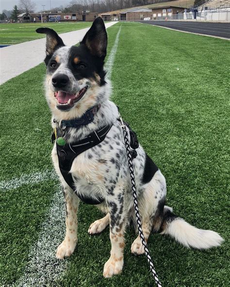 Texas Heeler - Temperament, Lifespan, Shedding, Puppy