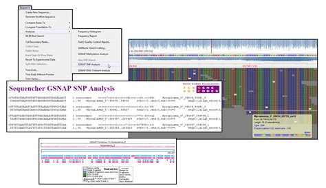 SNP Analysis | DNA Sequencing Software - Sequencher from Gene Codes ...