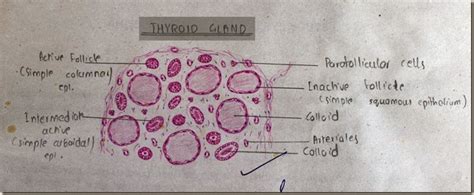 Histology Slides Database: Thyroid Gland high resolution histology diagram