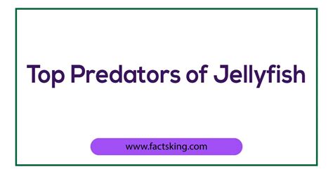 7 Top Predators of Jellyfish that Eat Jellyfish - FactsKing.com