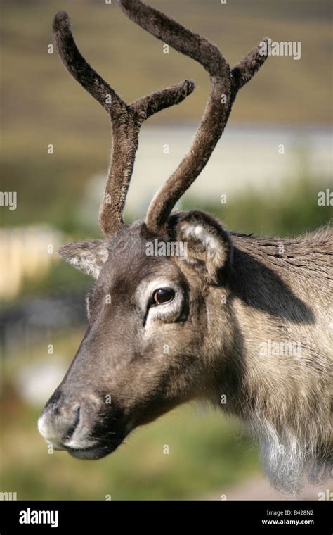 The area of Cairngorm, Scotland. Free roaming reindeer with velvet ...