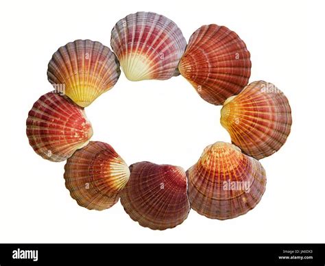 shell, seashell, frame, sea shell, framework, object, isolated, colour ...