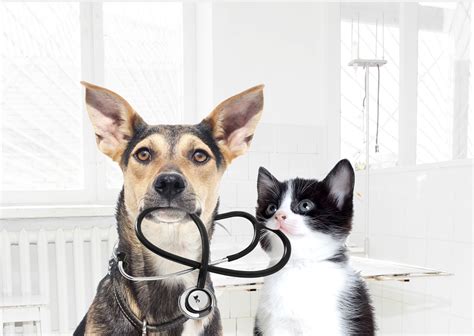 Dog and a cat vet | Pro Medica Vet