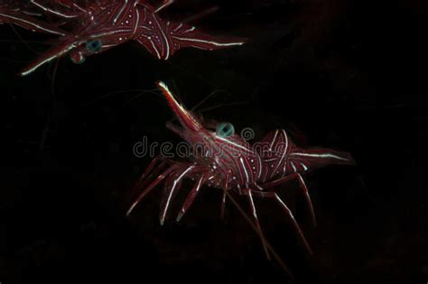 Dancing Shrimp and Its Friend Stock Image - Image of durbanensis, isolated: 265104195