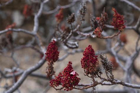 Smooth sumac has edible berries and poisonous but medicinal leaves ...