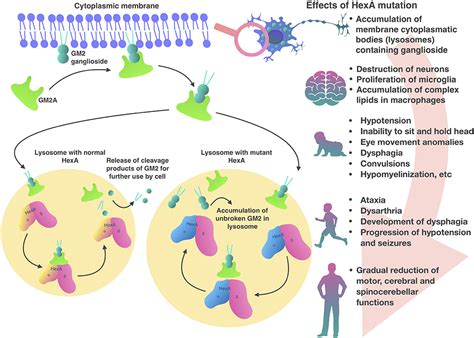 New Approaches to Tay-Sachs Disease Therapy - Blu Genes Foundation