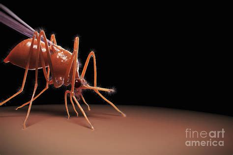 Mosquito Anopheles Photograph by Science Picture Co - Fine Art America