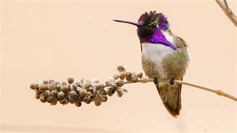 Costa's Hummingbird | Audubon Field Guide