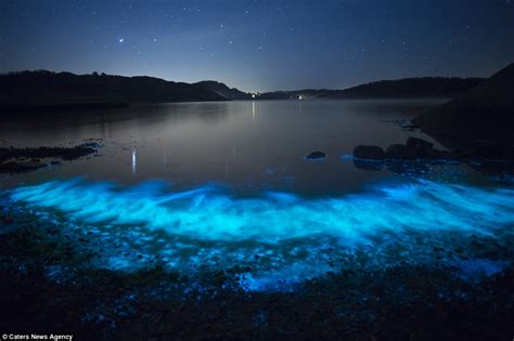 Otters and Science News: GLOWING PLANKTON MAKE THIS BEACH IN SWEDEN ...