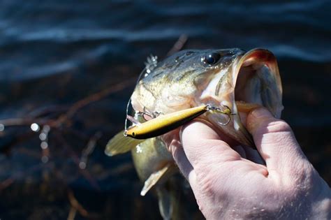 How To Catch Australian Bass | 13 Proven Tips By Pro Anglers