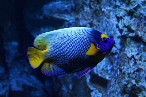 100+ Best Blue Fish Names - The Ultimate List - FishLab