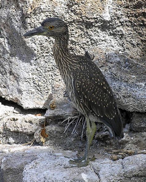 Ardeidae Herons - Adelaide Ornithologists' Club