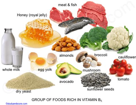 Vitamin B5, Sources, Deficiency, Function, absorption | Study&Score