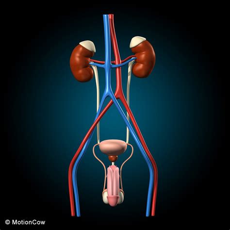 Male Reproductive & Urinary System – MotionCow