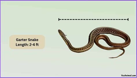 Garter Snake Size: How Big Are They Compared To Other?