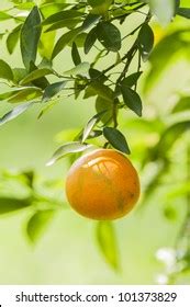 2,257 Orange Tree, Pruning Stock Photos, Images & Photography ...