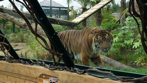 New Tiger Enclosure, Edinburgh Zoo