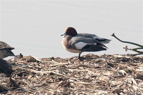 eBird Checklist - 12 Jan 2020 - Okhla Bird Sanctuary - 49 species