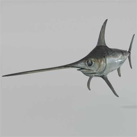 Fish swordfish model - TurboSquid 1316817