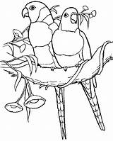 Free Printable Parrot Coloring Pages For Kids sketch template