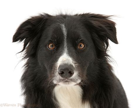 Black-and-white Border Collie dog photo WP29571