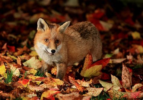 Animal In Autumn Wallpapers - Wallpaper Cave