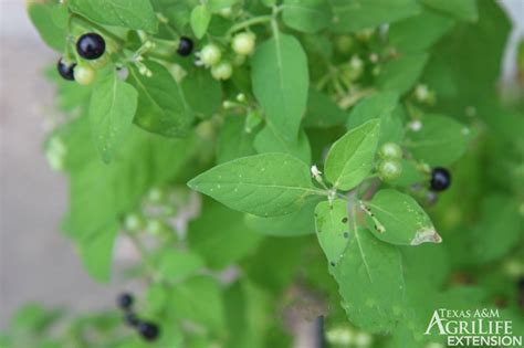 Plants of Texas Rangelands » Black Nightshade