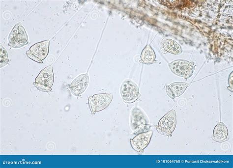 Vorticella is a Genus of Protozoan Under Microscope Stock Photo - Image of invisible, education ...