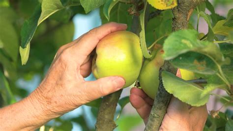 Female Hands Picking Apples Green Fruits On Stock Footage SBV-313955963 ...